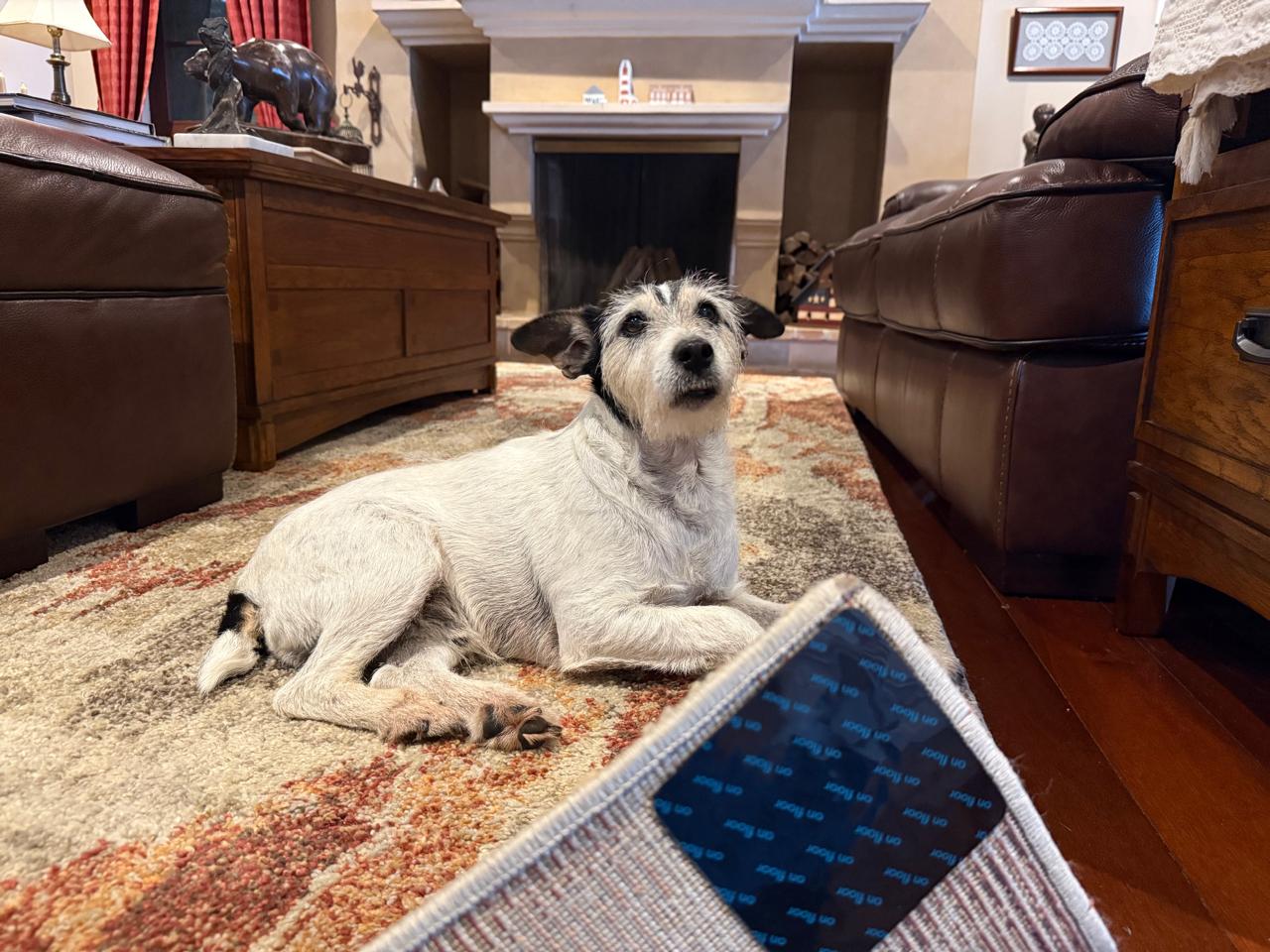 Dog relaxing on secured living room rug
