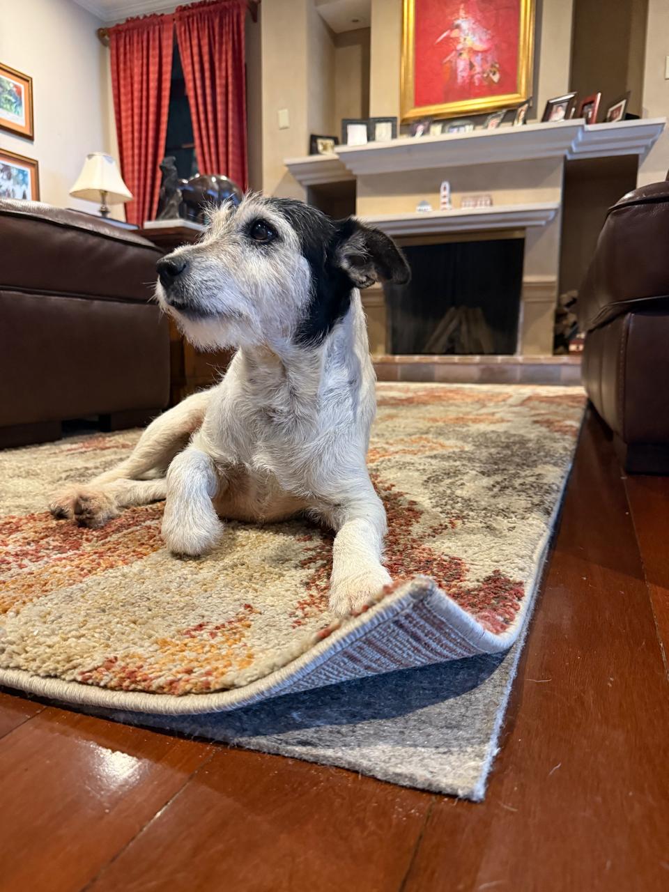 Happy dog safely enjoying secured rug