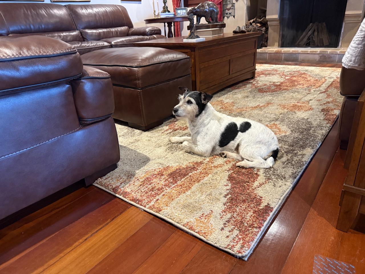 Family living room with secured area rug and happy dog